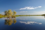 Australia;Australian;billabong;billabongs;calm;flood-plain;flood-plains;floodplain;floodplains;Gagadju;Gagudju-Dreaming;Kakadu;Kakadu-billabong;Kakadu-billabongs;Kakadu-flood-plain;Kakadu-flood-plains;Kakadu-floodplain;Kakadu-floodplains;Kakadu-N.P.;Kakadu-National-Park;Kakadu-NP;Kakadu-wetland;Kakadu-wetlands;N.T.;Northern-Territory;NT;placid;quiet;reflection;reflections;serene;smooth;still;Top-End;tranquil;tree;trees;UN-world-heritage-area;UN-world-heritage-site;UNESCO-World-Heritage-area;UNESCO-World-Heritage-Site;united-nations-world-heritage-area;united-nations-world-heritage-site;water;wetland;wetlands;wilderness;wilderness-area;wilderness-areas;world-heritage;world-heritage-area;world-heritage-areas;World-Heritage-Park;World-Heritage-site;World-Heritage-Sites;Yellow-Water;Yellow-Water-Billabong;Yellow-Water-Wetland;Yellow-Water-Wetlands