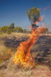 alight;Australasia;Australia;burn;burned;burning;burnoff;burnoffs;burns;burnt;bush-fire;bush-fires;danger;dangerous;destruction;fire;fires;flamable;flame;flames;flaming;grass-fire;grass-fires;heat;hot;N.T.;Northern-Territory;NT;on-fire;orange;Timber-Creek;Top-End;Victoria-Highway;wild-fire;wild-fires;wildfire;wildfires