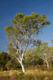 Australasia;Australia;eucalypt;eucalypts;eucalyptus;eucalytis;gum;gum-tree;gum-trees;gums;N.T.;Northern-Territory;NT;Top-End;tree;trees;Victoria-Highway