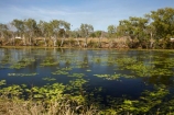 Adelaide-River;Australasia;Australia;dam;dams;lillies;lilly;lilly-pond;lilly-ponds;N.T.;Northern-Territory;NT;pond;ponds;reservoir;reservoirs;Top-End;water