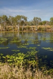Adelaide-River;Australasia;Australia;dam;dams;lillies;lilly;lilly-pond;lilly-ponds;N.T.;Northern-Territory;NT;pond;ponds;reservoir;reservoirs;Top-End;water