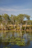 Adelaide-River;Australasia;Australia;dam;dams;lillies;lilly;lilly-pond;lilly-ponds;N.T.;Northern-Territory;NT;pond;ponds;reservoir;reservoirs;Top-End;water
