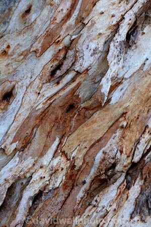 Bark;gum-tree;tree;tree-trunk;trunk;trees;pattern;patterns;gum-trees;eucalyptus;eucalyptus-trees-eucalyptuses;brown;beige;white;Queensland;outback-Queensland;Australia;outback;Qld;Queensland;Australia;Thargomindah