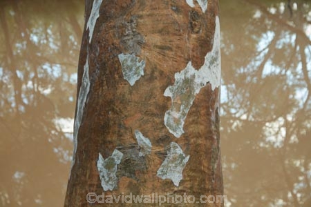 Bark;gum-tree;tree;tree-trunk;trunk;trees;pattern;patterns;gum-trees;eucalyptus;eucalyptus-trees-eucalyptuses;brown;beige;white;Bollon;St-George-Region;Queensland;outback-Queensland;Australia