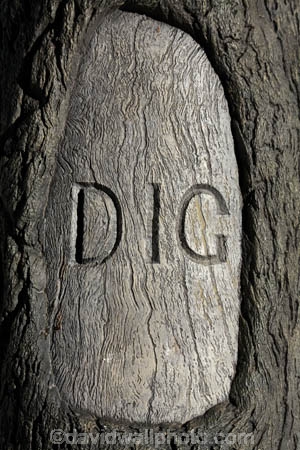 Queensland;Australia;Qld;Australian;Dig-Tree;The-Dig-Tree;Burke-and-Wills-expedition;Burke-and-Wills;replica;carving;tree;truck;Durham;Shire-of-Bulloo;historic-site;heritage;Innamincka