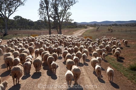 agricultural;agriculture;animals;Australasian;Australia;Australian;Australian-Outback;back-country;backcountry;backwoods;Carrieton;country;countryside;farm;farming;farms;Flinders-Ranges;muster;mustering;Outback;Outback-Travel;remote;remoteness;rural;S.A.;SA;sheep;South-Australia;South-Flinders-Ranges;stock