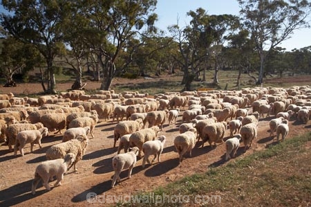 agricultural;agriculture;animals;Australasian;Australia;Australian;Australian-Outback;back-country;backcountry;backwoods;Carrieton;country;countryside;farm;farming;farms;Flinders-Ranges;muster;mustering;Outback;Outback-Travel;remote;remoteness;rural;S.A.;SA;sheep;South-Australia;South-Flinders-Ranges;stock