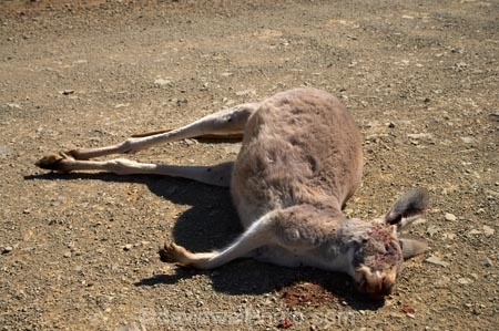 accident;Animal;Animals;australasia;Australasian;Australia;Australian;Australian-Outback;austrlian;back-country;backcountry;backwoods;countryside;dead;death;dusty;Flinders-Ranges;Flinders-Ranges-N.P.;Flinders-Ranges-National-Park;Flinders-Ranges-NP;gravel-road;gravel-roads;Kangaroo;Kangaroos;killed;Macropus-sp;Mammal;Mammals;Marsupial;Marsupials;metal-road;metal-roads;metalled-road;metalled-roads;national-park;national-parks;Nature;Outback;Outback-Travel;remote;remoteness;road;roadkill;roads;roadside;rural;S.A.;SA;skippy;South-Australia;South-Flinders-Ranges;Wild;Wildlife;Zoology