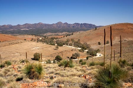 Australasian;Australia;Australian;Australian-Outback;back-country;backcountry;backwoods;Flinders-Ranges;Flinders-Ranges-N.P.;Flinders-Ranges-National-Park;Flinders-Ranges-NP;Grass-Tree;Grass-Trees;Hucks-Lookout;national-park;national-parks;Outback;Outback-Travel;remote;remoteness;S.A.;SA;South-Australia;South-Flinders-Ranges;Wilpena-Pound