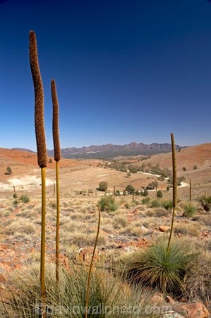 Australasian;Australia;Australian;Australian-Outback;back-country;backcountry;backwoods;Flinders-Ranges;Flinders-Ranges-N.P.;Flinders-Ranges-National-Park;Flinders-Ranges-NP;Grass-Tree;Grass-Trees;Hucks-Lookout;national-park;national-parks;Outback;Outback-Travel;remote;remoteness;S.A.;SA;South-Australia;South-Flinders-Ranges;Wilpena-Pound