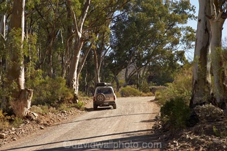 4wd;4wds;4wds;4x4;4x4s;4x4s;Australasian;Australia;Australian;Australian-Outback;back-country;backcountry;backwoods;countryside;dusty;eucalypt;eucalypts;eucalyptus;eucalytis;Flinders-Ranges;four-by-four;four-by-fours;four-wheel-drive;four-wheel-drives;gravel-road;gravel-roads;gum;gum-tree;gum-trees;gums;metal-road;metal-roads;metalled-road;metalled-roads;Outback;Outback-Travel;Parachilna-Gorge;remote;remoteness;road;roads;rural;S.A.;SA;South-Australia;South-Flinders-Ranges;suv;suvs;toyota;toyota-landcruiser;toyota-landcruisers;toyotas;tree;trees;vehicle;vehicles