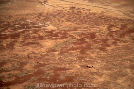 aerial;aerial-photo;aerial-photography;aerial-photos;aerial-view;aerial-views;aerials;agricultural;agriculture;animal;animals;arid;Australasia;Australasian;Australia;Australian;Australian-Desert;Australian-Deserts;Australian-Outback;back-country;backcountry;backwoods;burnt;calves;cattle;country;countryside;cow;cows;Desert;deserts;dry;farm;farming;farmland;farms;geographic;geography;Herbivore;Herbivores;Herbivorous;Livestock;ochre;Oodnadatta-Track;Outback;oxidised;pattern;patterns;red-centre;remote;remoteness;rock;rural;S.A.;SA;sand;sand-pattern;sand-patterns;scorched;South-Australia;wilderness;William-Creek