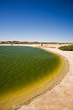 artesian-bore;artesian-bores;artesian-spring;artesian-springs;artesian-water;Australasia;Australia;Australian;Australian-Desert;Australian-Deserts;Australian-Outback;back-country;backcountry;backwoods;bore;bores;country;countryside;desert;Deserts;geographic;geography;Montecollina-Bore;mound-spring;mound-springs;natural-spring;natural-springs;oases;oasis;Outback;people;person;pond;ponds;red-centre;remote;remoteness;rural;S.A.;SA;South-Australia;spring;springs;Strezlecki-Track;Strezleki-Track;Strzelecki-Track;water;water-hole;water-holes;wilderness