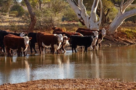 South-Australia;SA;S.A.;Australia;Australian;outback;outback-Australia;South-Australia;SA;S.A.;Australia;Australian;outback;outback-Australia;Eringa-Waterhole;waterhole;cow;Mt-Dare-Rd;Mount-Dare-Road;cows;cattle;drinking;water