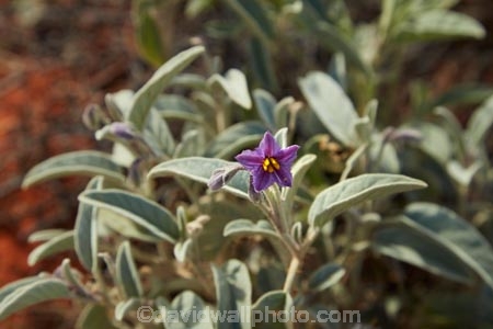 South-Australia;SA;S.A.;Australia;Australian;outback;outback-Australia;Simpson-Desert;desert;deserts;Munga_Thirri–Simpson-Desert-National-Park;Munga_Thirri–Simpson-Desert-Conservation-Park;Simpson-Desert-Conservation-Park;Simpson-Desert-National-Park;Munga_Thirri–Simpson-Desert-NP;French-Line;The-French-Line;Wildflowers;annual;annuals;flower;flowers;wildflower;wild;Bush-Tomato;Desert-Raisin;Solanum-centrale;The-French-Line;national-parks