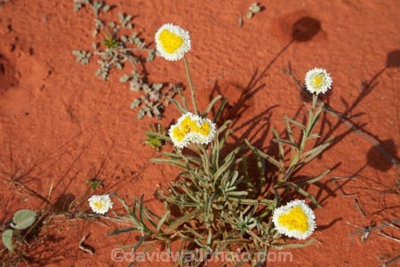 South-Australia;SA;S.A.;Australia;Australian;outback;outback-Australia;Simpson-Desert;desert;deserts;Munga_Thirri–Simpson-Desert-National-Park;Munga_Thirri–Simpson-Desert-Conservation-Park;Simpson-Desert-Conservation-Park;Simpson-Desert-National-Park;Munga_Thirri–Simpson-Desert-NP;French-Line;The-French-Line;sand-dune;sand;dune;dunes;Poached-egg-daisies;Polycalymma-stuartii;Poached-egg-daisy;daisy;daisies;Wildflowers;annual;annuals;flower;flowers;wildflower;wild;The-French-Line;national-parks