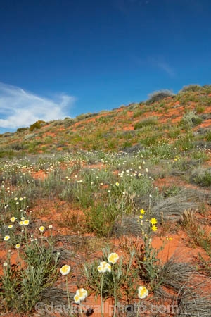 South-Australia;SA;S.A.;Australia;Australian;outback;outback-Australia;Simpson-Desert;desert;deserts;Munga_Thirri–Simpson-Desert-National-Park;Munga_Thirri–Simpson-Desert-Conservation-Park;Simpson-Desert-Conservation-Park;Simpson-Desert-National-Park;Munga_Thirri–Simpson-Desert-NP;French-Line;The-French-Line;sand-dune;sand;dune;dunes;Poached-egg-daisies;Polycalymma-stuartii;Poached-egg-daisy;daisy;daisies;Wildflowers;annual;annuals;flower;flowers;wildflower;wild;The-French-Line;national-parks