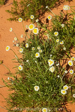 South-Australia;SA;S.A.;Australia;Australian;outback;outback-Australia;Simpson-Desert;desert;deserts;Munga_Thirri–Simpson-Desert-National-Park;Munga_Thirri–Simpson-Desert-Conservation-Park;Simpson-Desert-Conservation-Park;Simpson-Desert-National-Park;Munga_Thirri–Simpson-Desert-NP;French-Line;The-French-Line;sand-dune;sand;dune;dunes;Poached-egg-daisies;Polycalymma-stuartii;Poached-egg-daisy;daisy;daisies;Wildflowers;annual;annuals;flower;flowers;wildflower;wild;The-French-Line;national-parks