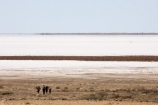 alkalii-flat;arid;Australasia;Australasian;Australia;Australian;Australian-Desert;Australian-Deserts;Australian-Outback;back-country;backcountry;backwoods;barren;basin;bright;bright-white;country;countryside;dazzle;dazzling;desert;Deserts;desolate;dry;dry-lake;dry-lakes;empty;endorheric;endorheric-basin;endorheric-basins;endorheric-lake;extreme;flat;geography;glare;glary;hostile;hot;lake;lake-bed;lake-beds;Lake-Eyre-South;lakes;mirrage;mirrages;Oodnadatta-Track;Outback;pan;pans;people;person;playa;playas;red-centre;remote;remoteness;rural;S.A.;SA;sabkha;saline;salt;salt-crust;salt-lake;salt-lakes;salt-pan;salt-pans;salt_pan;salt_pans;saltpan;saltpans;salty;sand;South-Australia;vast;white
