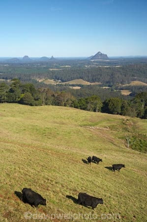 agricultural;agriculture;Australasian;Australia;Australian;Candle-Mountain;country;countryside;cow;cows;farm;farming;farmland;farms;field;fields;Glass-House-Mountains;Glasshouse-Mountains;livestock;Maleny;meadow;meadows;Mount-Beerwah;Mt-Beerwah;Mt.-Beerwah;paddock;paddocks;pasture;pastures;Qld;Queensland;rural;stock;Sunshine-Coast;volcanic-plug;volcanic-plugs