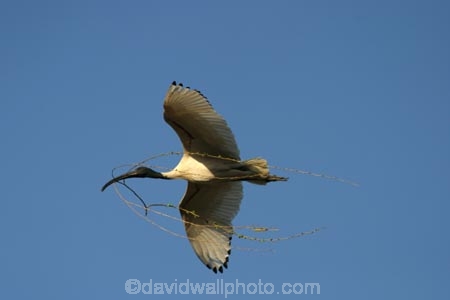australia;australian;sydney;wildlife;animal;bird;birds;feather;feathers;beak;indigenous;native;endemic;ibis;Threskiornis-molucca;flight;fly;flying;soar