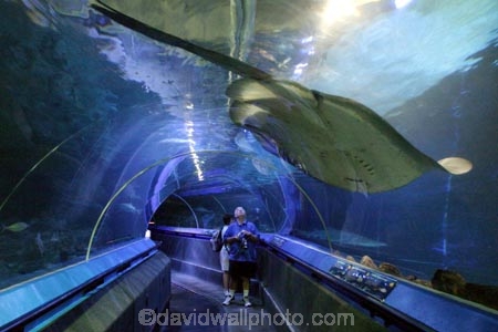 Giant;Stingray;underwater;walkway;Manly;Aquarium;Sydney;Australia;sting_ray;sting-ray;aquariums;under-water;toursim;ray