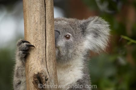 Animal;Animals;Australasia;Australia;australian;climb;climbs;Close-up;Close_up;eucalyptus;face;fur;furry;gum-tree;Koala;Koalas;Mammal;Mammals;Marsupial;Marsupials;N.S.W.;Nature;New-South-Wales;NSW;Oceania;peek;peeking;Phascolarctos;Phascolarctos-cinereus;Sydney;Taronga-Zoo;tree;trees;Wild;Wildlife;zoo;Zoology