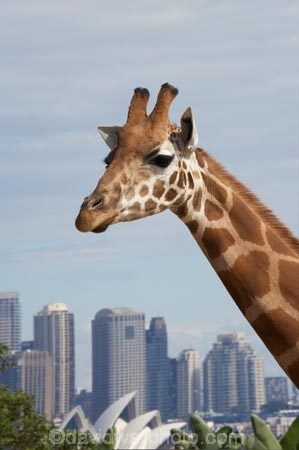 animal;animals;architectural;architecture;Australasia;Australia;Bennelong-Point;c.b.d.;cbd;central-business-district;cities;city;cityscape;cityscapes;Giraffa-camelopardalis;giraffe;giraffes;high-rise;high-rises;high_rise;high_rises;highrise;highrises;icon;iconic;icons;landmark;landmarks;mammal;mammals;multi_storey;multi_storied;multistorey;multistoried;N.S.W.;New-South-Wales;NSW;office;office-block;office-blocks;offices;Opera-House;sky-scraper;sky-scrapers;sky_scraper;sky_scrapers;skyscraper;skyscrapers;Sydney;Sydney-Opera-House;Sydney-Zoo;Taronga-Zoo;tower-block;tower-blocks;wildlife;zoo;zoos