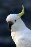 sulfer;sulphur;sulpher;sulfur;crested;cockatoo;australia;australian;sydney;wildlife;animal;bird;birds;feather;feathers;beak;indigenous;native;endemic