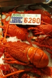 crayfish;lobsters;food;markets;market;fish;fishing;sell;sale;fishy;orange;prymont;blackwattle;bay-;sydney;australia