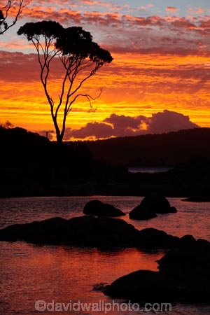 Australasian;Australia;Australian;Bay-of-Fires;Binalong-Bay;cloud;clouds;coast;coastal;coastline;coastlines;coasts;dusk;East-Tasmania;Eastern-Tasmania;eucalypt;eucalypts;eucalyptus;eucalytis;evening;foreshore;gum;gum-tree;gum-trees;gums;inlet;Island-of-Tasmania;nightfall;ocean;orange;sea;shore;shoreline;shorelines;shores;sky;slies;State-of-Tasmania;sunset;sunsets;Tas;Tasmania;tree;trees;twilight;water