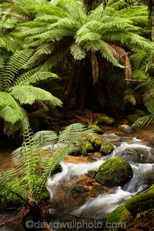 Australasian;Australia;Australian;beautiful;beauty;brook;brooks;bush;cascade;cascades;creek;creeks;cyathea;East-Tasmania;Eastern-Tasmania;endemic;falls;fern;ferns;flora;flow;forest;forestry;forests;frond;fronds;green;Island-of-Tasmania;lush;native;native-bush;natural;nature;outdoor;outdoors;plant;plants;ponga;pongas;punga;pungas;Saint-Columba-Falls-State-Reserve;scene;scenic;St-Columba-Falls-State-Reserve;St.-Columba-Falls-State-Reserve;State-of-Tasmania;stream;streams;Tas;Tasmania;tree;tree-fern;tree-ferns;trees;undergrowth;water;water-fall;water-falls;watercourse;waterfall;waterfalls;wet;wood;woods