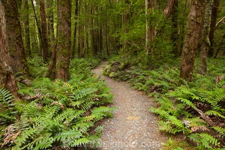 Australasian;Australia;Australian;beautiful;beauty;bush;East-Tasmania;Eastern-Tasmania;endemic;fern;ferns;forest;forests;frond;fronds;green;hiking-track;hiking-tracks;Island-of-Tasmania;Mount-Victoria-Forest-Reserve;Mt-Victoria-Forest-Reserve;Mt.-Victoria-Forest-Reserve;native;native-bush;natural;nature;plant;plants;scene;scenic;State-of-Tasmania;Tas;Tasmania;tramping-tack;tramping-tracks;tree;trees;walking-track;walking-tracks;wood;woods