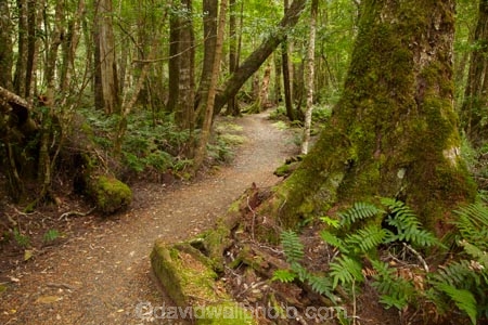 Australasian;Australia;Australian;beautiful;beauty;bush;East-Tasmania;Eastern-Tasmania;endemic;forest;forests;green;hiking-track;hiking-tracks;Island-of-Tasmania;Mount-Victoria-Forest-Reserve;Mt-Victoria-Forest-Reserve;Mt.-Victoria-Forest-Reserve;native;native-bush;natural;nature;scene;scenic;State-of-Tasmania;Tas;Tasmania;tramping-tack;tramping-tracks;tree;trees;walking-track;walking-tracks;wood;woods