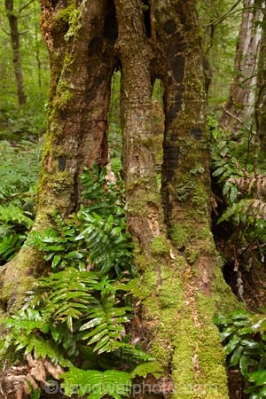 Australasian;Australia;Australian;beautiful;beauty;bush;East-Tasmania;Eastern-Tasmania;endemic;forest;forests;green;Island-of-Tasmania;lush;moss;mossy;Mount-Victoria-Forest-Reserve;Mt-Victoria-Forest-Reserve;Mt.-Victoria-Forest-Reserve;native;native-bush;natural;nature;scene;scenic;State-of-Tasmania;Tas;Tasmania;tree;trees;trunk;trunks;verdant;wood;woods