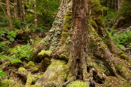 Australasian;Australia;Australian;beautiful;beauty;bush;East-Tasmania;Eastern-Tasmania;endemic;forest;forests;green;Island-of-Tasmania;lush;moss;mossy;Mount-Victoria-Forest-Reserve;Mt-Victoria-Forest-Reserve;Mt.-Victoria-Forest-Reserve;native;native-bush;natural;nature;scene;scenic;State-of-Tasmania;Tas;Tasmania;tree;trees;trunk;trunks;verdant;wood;woods