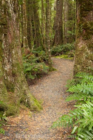 Australasian;Australia;Australian;beautiful;beauty;bush;East-Tasmania;Eastern-Tasmania;endemic;fern;ferns;forest;forests;frond;fronds;green;hiking-track;hiking-tracks;Island-of-Tasmania;Mount-Victoria-Forest-Reserve;Mt-Victoria-Forest-Reserve;Mt.-Victoria-Forest-Reserve;native;native-bush;natural;nature;plant;plants;scene;scenic;State-of-Tasmania;Tas;Tasmania;tramping-tack;tramping-tracks;tree;trees;walking-track;walking-tracks;wood;woods