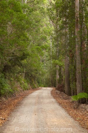 Australasian;Australia;Australian;beautiful;beauty;bush;countryside;East-Tasmania;Eastern-Tasmania;endemic;forest;forests;gravel-road;gravel-roads;green;Island-of-Tasmania;metal-road;metal-roads;metalled-road;metalled-roads;Mount-Victoria-Forest-Reserve;Mt-Victoria-Forest-Reserve;Mt.-Victoria-Forest-Reserve;native;native-bush;natural;nature;road;roads;rural;scene;scenic;State-of-Tasmania;Tas;Tasmania;tree;trees;wood;woods
