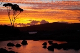 Australasian;Australia;Australian;Bay-of-Fires;Binalong-Bay;cloud;clouds;coast;coastal;coastline;coastlines;coasts;dusk;East-Tasmania;Eastern-Tasmania;eucalypt;eucalypts;eucalyptus;eucalytis;evening;foreshore;gum;gum-tree;gum-trees;gums;inlet;Island-of-Tasmania;nightfall;ocean;orange;sea;shore;shoreline;shorelines;shores;sky;slies;State-of-Tasmania;sunset;sunsets;Tas;Tasmania;tree;trees;twilight;water