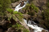 Australasian;Australia;Australian;cascade;cascades;creek;creeks;East-Tasmania;Eastern-Tasmania;falls;fern;ferns;frond;fronds;Island-of-Tasmania;natural;nature;plant;plants;Saint-Columba-Falls-State-Reserve;scene;scenic;St-Columba-Falls-State-Reserve;St.-Columba-Falls-State-Reserve;State-of-Tasmania;stream;streams;Tas;Tasmania;water;water-fall;water-falls;waterfall;waterfalls;wet