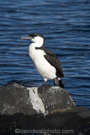 Animal;animals;Australasian;Australia;Australian;avian;bird;bird-watching;bird_watching;birds;Black_faced-Cormorant;Derwent-River;Fauna;Feather;Franklin-Wharf;Hobart;Hobart-Waterfront;Island-of-Tasmania;Natural;Nature;Ornithology;Phalacrocoracidae;Phalacrocorax-fuscescens;River-Derwent;State-of-Tasmania;Sullivans-Cove;Tas;Tasmania;waterfront;wharf;wharfs;wharves;wild;Wildlife;Wing