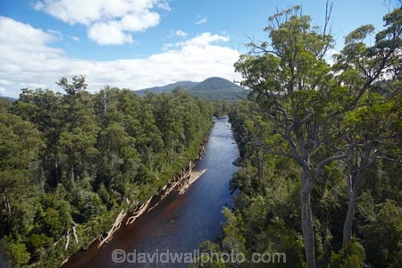 Australasian;Australia;Australian;beautiful;beauty;bush;endemic;forest;Forestry-Tasmania;forests;green;Huon-River;Island-of-Tasmania;native;native-bush;natural;nature;scene;scenic;State-of-Tasmania;Tahune-Air-Walk;Tahune-AirWalk;Tahune-Forest-Airwalk;Tahune-Forest-Reserve;Tahure-Forest-Air-Walk;Tas;Tasmania;tree;trees;wood;woods
