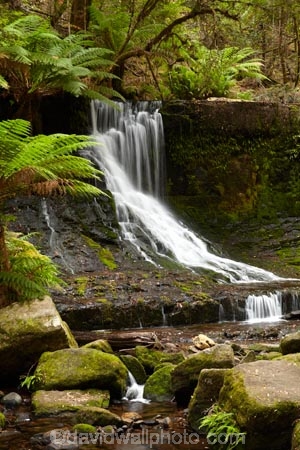 Australasian;Australia;Australian;cascade;cascades;creek;creeks;Derwent-Valley;falls;fern;ferns;frond;fronds;Horseshoe-Falls;Island-of-Tasmania;Mount-Field-N.P.;Mount-Field-National-Park;Mount-Field-NP;Mt-Field-N.P.;Mt-Field-National-Park;Mt-Field-NP;natural;nature;scene;scenic;State-of-Tasmania;stream;streams;Tas;Tasmania;water;water-fall;water-falls;waterfall;waterfalls;wet