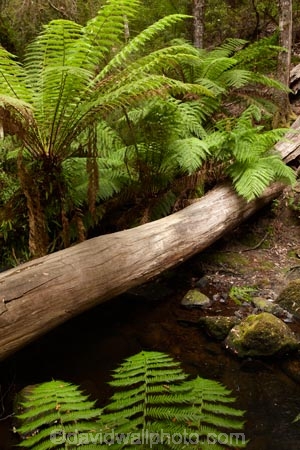 Australasian;Australia;Australian;beautiful;beauty;brook;brooks;bush;creek;creeks;Derwent-Valley;endemic;fern;ferns;flora;flow;forest;forestry;forests;frond;fronds;green;Island-of-Tasmania;lush;Mount-Field-N.P.;Mount-Field-National-Park;Mount-Field-NP;Mt-Field-N.P.;Mt-Field-National-Park;Mt-Field-NP;native;native-bush;natural;natural-bridge;nature;outdoor;outdoors;scene;scenic;State-of-Tasmania;stream;streams;Tas;Tasmania;tree;tree-trunk;tree-trunks;trees;undergrowth;water;watercourse;wet;wood;woods