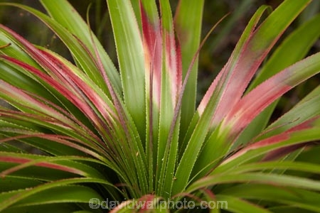 Australasian;Australia;Australian;Derwent-Valley;Ericaceae;Giant-Grass-tree;Island-of-Tasmania;Lake-Dobson;Mount-Field-N.P.;Mount-Field-National-Park;Mount-Field-NP;Mt-Field-N.P.;Mt-Field-National-Park;Mt-Field-NP;Pandani;Pandani-Grove-Nature-Walk;Richea-pandanifolia;State-of-Tasmania;Tas;Tasmania