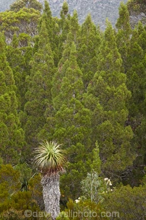 Athrotaxis-cupressoides;Australasian;Australia;Australian;beautiful;beauty;bush;Derwent-Valley;endemic;Ericaceae;forest;forests;Giant-Grass-tree;green;Island-of-Tasmania;Lake-Dobson;Mount-Field-N.P.;Mount-Field-National-Park;Mount-Field-NP;Mt-Field-N.P.;Mt-Field-National-Park;Mt-Field-NP;native;native-bush;natural;nature;Pandani;Pandani-Grove-Nature-Walk;Pencil-Pine;Pencil-Pines;Richea-pandanifolia;scene;scenic;State-of-Tasmania;Tas;Tasmania;Tasmanian-Cedar;tree;trees;wood;woods