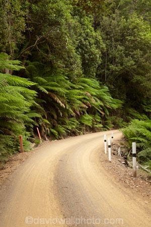 Australasian;Australia;Australian;countryside;Derwent-Valley;fern;ferns;frond;fronds;gravel-road;gravel-roads;Island-of-Tasmania;metal-road;metal-roads;metalled-road;metalled-roads;Mount-Field-N.P.;Mount-Field-National-Park;Mount-Field-NP;Mt-Field-N.P.;Mt-Field-National-Park;Mt-Field-NP;road;roads;rural;State-of-Tasmania;Tas;Tasmania