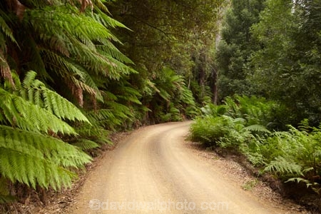 Australasian;Australia;Australian;countryside;Derwent-Valley;fern;ferns;frond;fronds;gravel-road;gravel-roads;Island-of-Tasmania;metal-road;metal-roads;metalled-road;metalled-roads;Mount-Field-N.P.;Mount-Field-National-Park;Mount-Field-NP;Mt-Field-N.P.;Mt-Field-National-Park;Mt-Field-NP;road;roads;rural;State-of-Tasmania;Tas;Tasmania