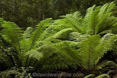 Australasian;Australia;Australian;Derwent-Valley;fern;ferns;frond;fronds;Island-of-Tasmania;Mount-Field-N.P.;Mount-Field-National-Park;Mount-Field-NP;Mt-Field-N.P.;Mt-Field-National-Park;Mt-Field-NP;State-of-Tasmania;Tas;Tasmania