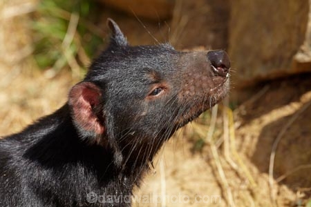 animal;animals;Australasian;Australia;Australian;carnivorous;carnivorous-marsupial;carnivorous-marsupials;Dasyuridae;Island-of-Tasmania;mammal;mammals;marsupial;marsupials;Sarcophilus;Sarcophilus-harrisii;Southern-Tasmania;State-of-Tasmania;Tas;Tasman-Peninsula;Tasmania;Tasmanian-Devil;Tasmanian-Devil-Conservation-Park;Tasmanian-Devils;Tassy-Devil;wildlife